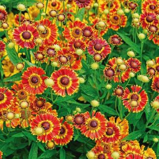 Fuego Helenium Thumbnail